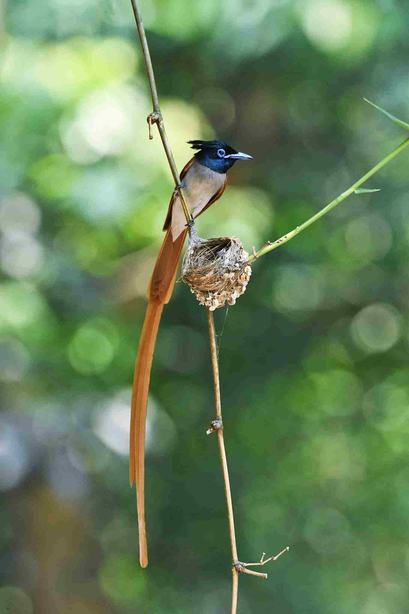 Indian paradise flycatcher